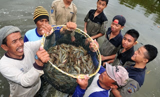 Investasi Udang Windu di Ransang Pesisir Dilirik Investor